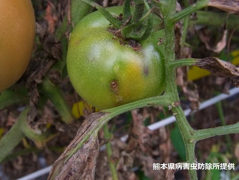 図2はトマトキバガによるトマトの果実の被害の画像