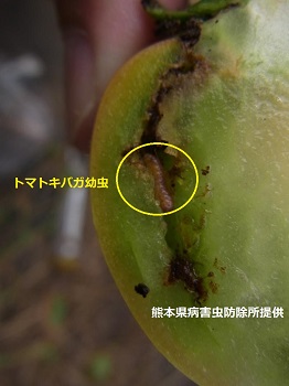 図3はトマト果実へのトマトキバガ幼虫の食入の画像