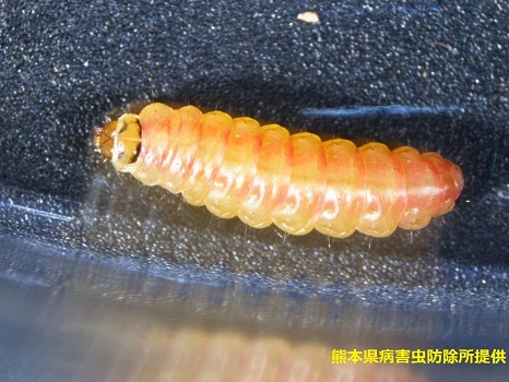 図5はトマトキバガ幼虫の画像