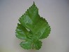 4．大島桑の葉の写真