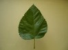 12．青木魯桑の葉の写真