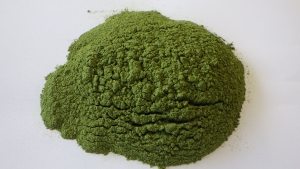 桑葉の微粉末（図1）の写真