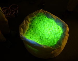 緑色蛍光タンパク質（GFP）遺伝子を組み込んだ繭の写真