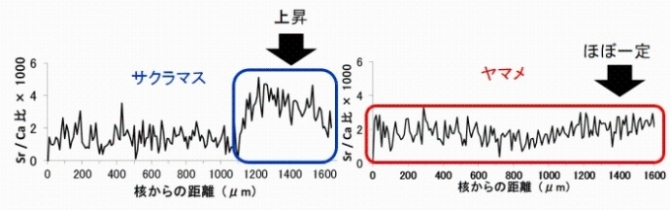 サクラマスとヤマメのSr/Ca比の折れ線グラフ