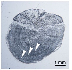 図サケの鱗（顕微鏡下で撮影）の画像