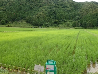 三方五湖周辺の水田の写真