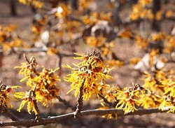 マンサクの花写真