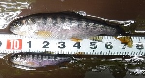 親魚放流を行った河川で捕獲したヤマメ稚魚の写真