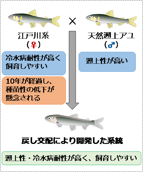 新たな系統の作出方法の画像