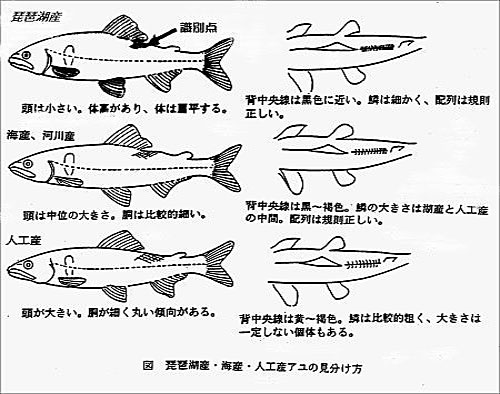 アユの見分け方の画像