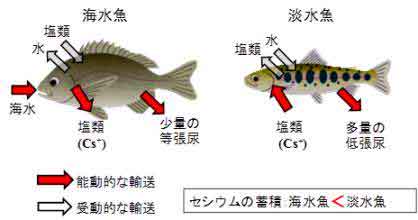 魚類の浸透圧調整機能の画像