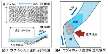 図3・図4（図3：ウグイの人工産卵床詳細図、図4：ウグイの人工産卵床造成場所）の画像