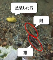 図1ペアリングするヤマメ親魚写真