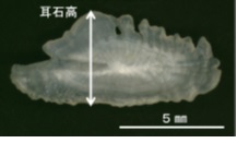 図2コクチバスの耳石（体長35.5センチ）写真