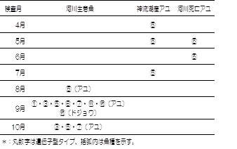 表　陽性検体の遺伝子型識別結果画像