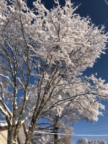 樹氷の写真