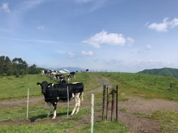 朝、放牧した牛たちを集牧している様子写真