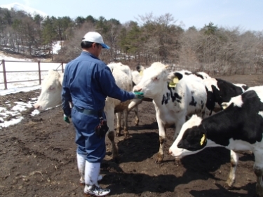 職員の元へ集まる牛たちの写真