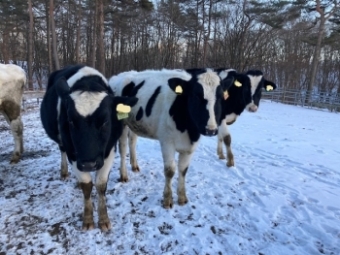 牛と雪の写真