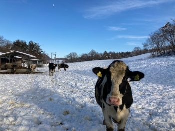 牛と雪の写真