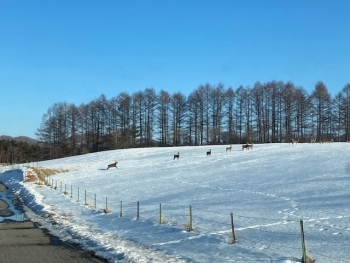 草地にいるシカの写真