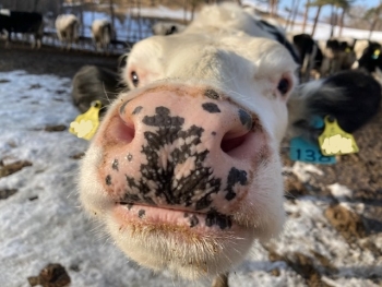 カメラに興味津々な牛の写真