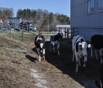 入牧牛の写真