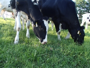 牧草を食べる牛の写真
