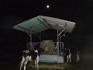 夜の牛と月の写真