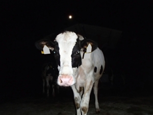 夜に近寄ってきた牛の写真