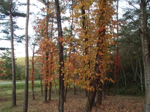 牧場内の紅葉の写真