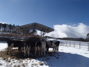 冬の浅間山と牛の写真