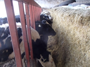 バンカーサイロを食べる牛の写真