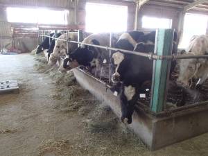 牛舎内で乾草を食べる牛の写真