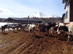 牛が浅間山をバックに走っている写真