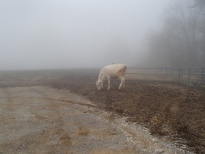 牛が霧の中にいる写真