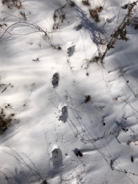 雪の上に残った動物の足跡の写真