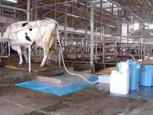 乳牛の消化試験写真