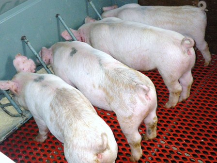 離乳子豚の飼料米給与試験の写真