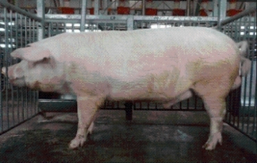 繁殖能力改良に向く種雄豚の写真
