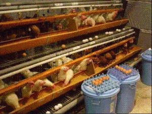 鶏の経済能力検定写真