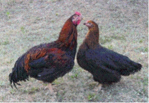 国内最大級の地鶏「上州地鶏」写真