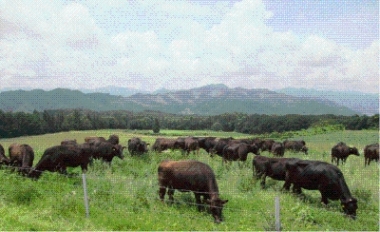 繁殖基礎牛群の放牧風景の写真