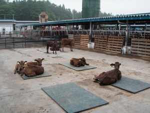 繁殖基礎牛から生産された子牛写真