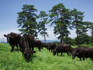 親牛は草地に放牧し、より健康な状態で管理：写真