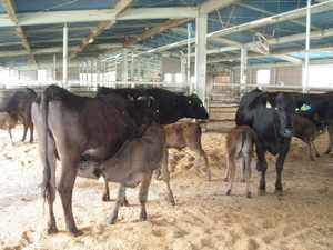 制限哺乳による子牛の省力飼育の写真