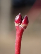 イロハモミジの冬芽の写真