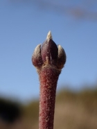 ミツデカエデの冬芽の写真