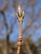 メグスリノキの冬芽の写真
