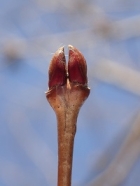 カツラの冬芽の写真